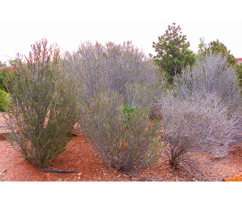 Littleleaf Mountain Mahogany
